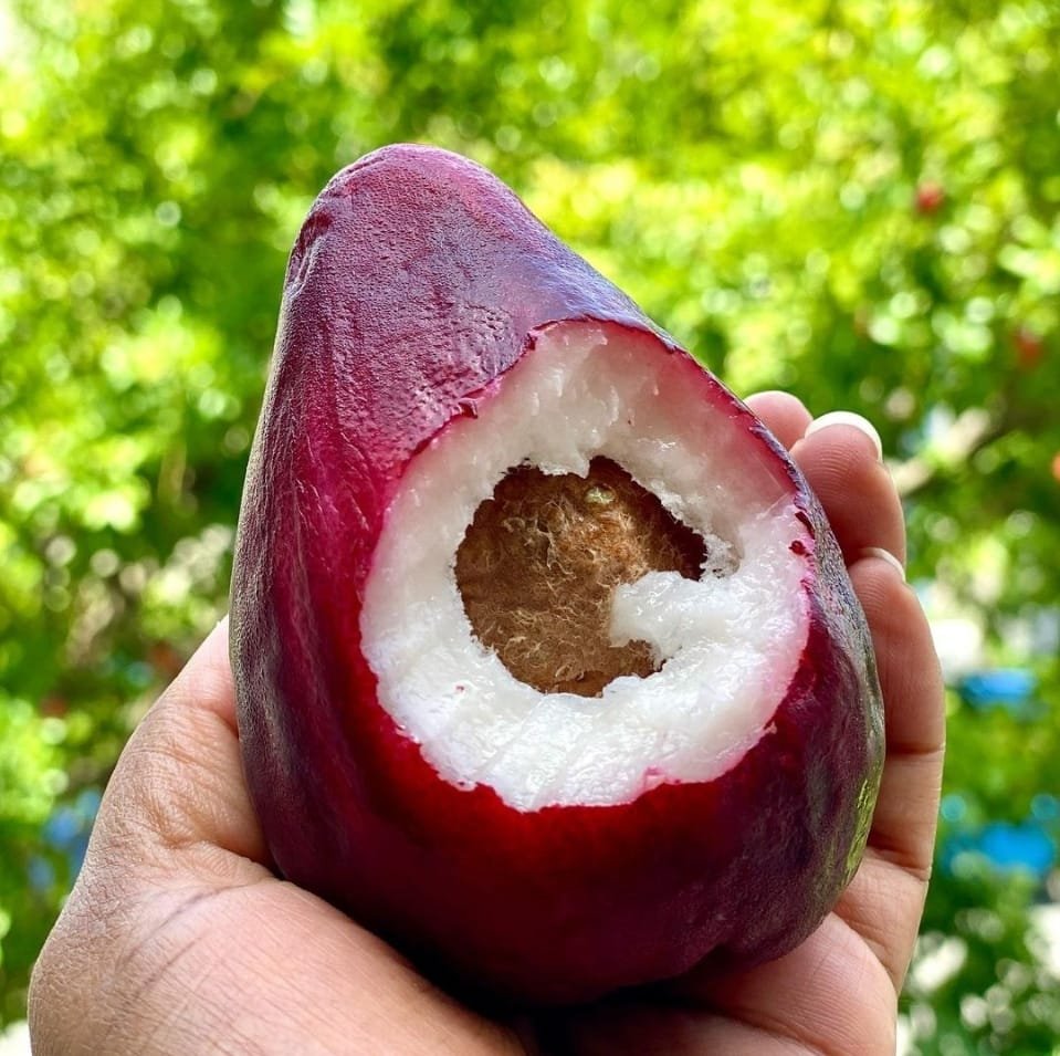Jamaican Apple